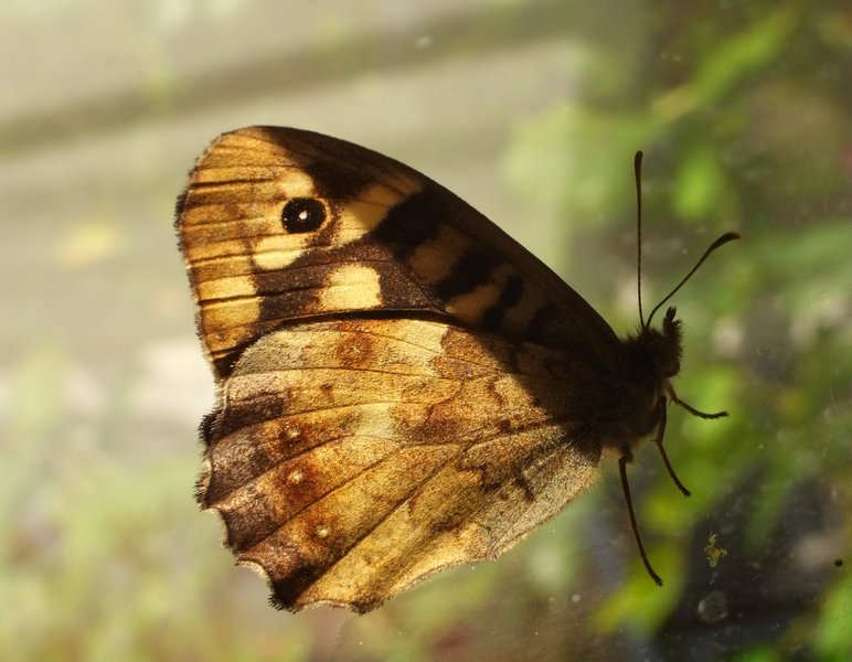 butterfly.jpg